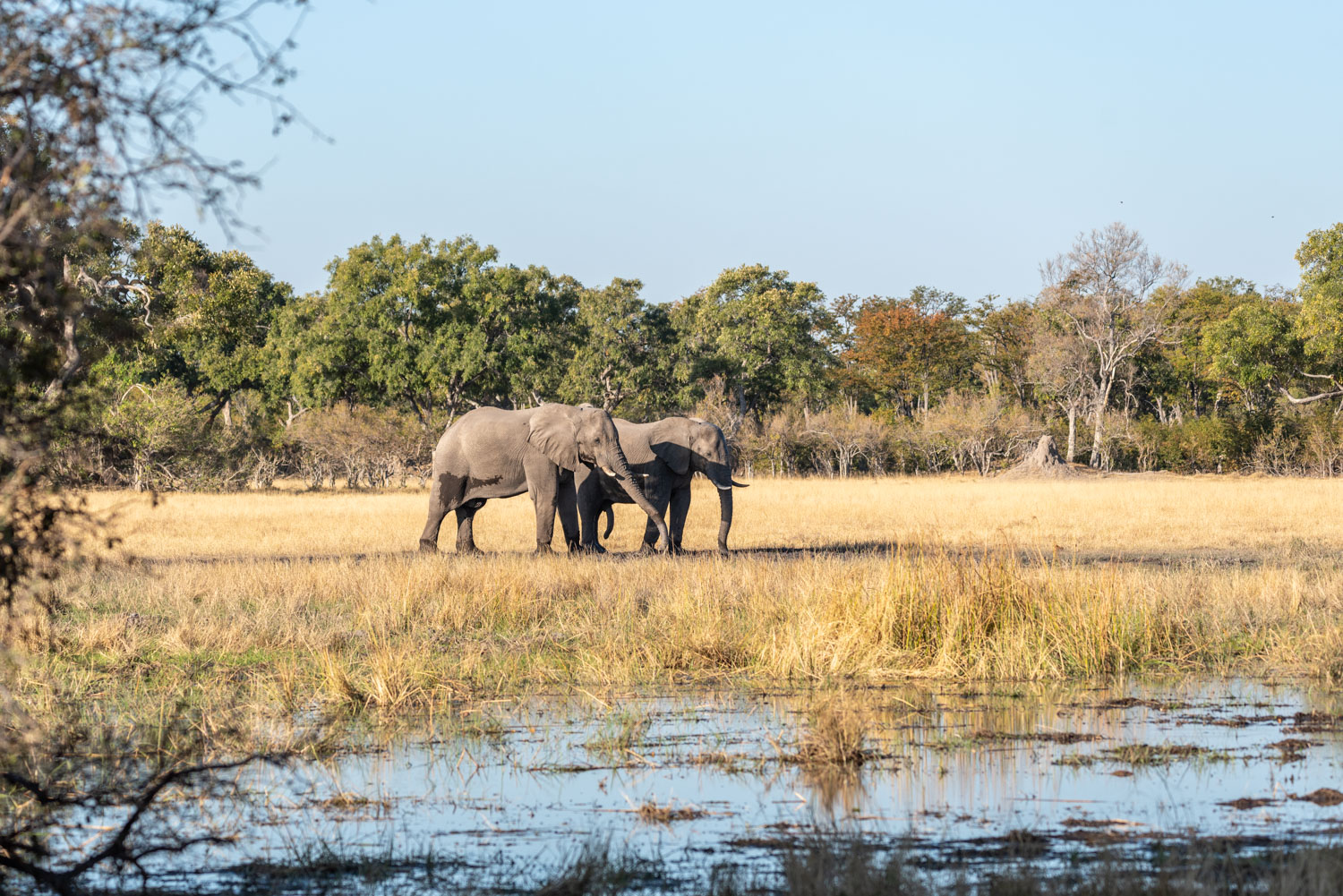 Botswana, safari nella Moremi Game Reserve
