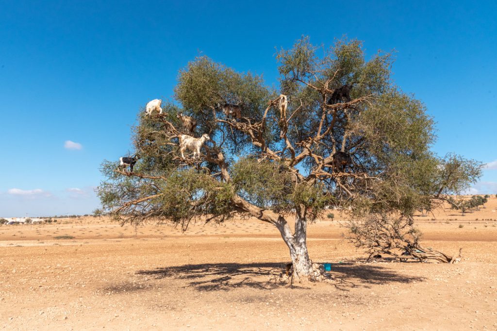 Marocco, albero di argan
