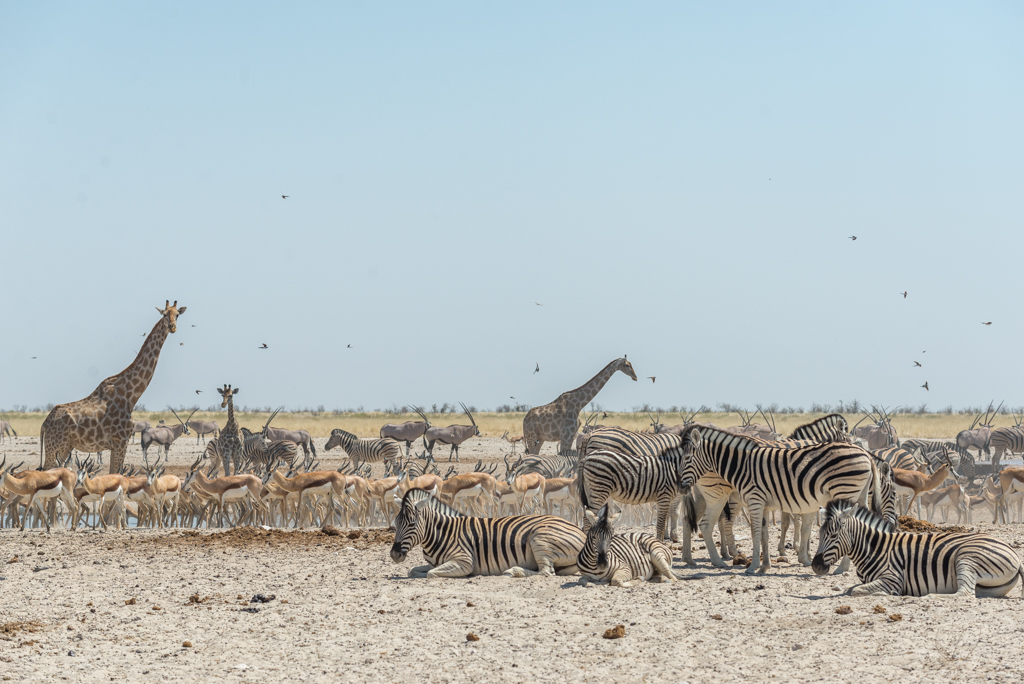 ETOSHA – Guida pratica per organizzare un safari