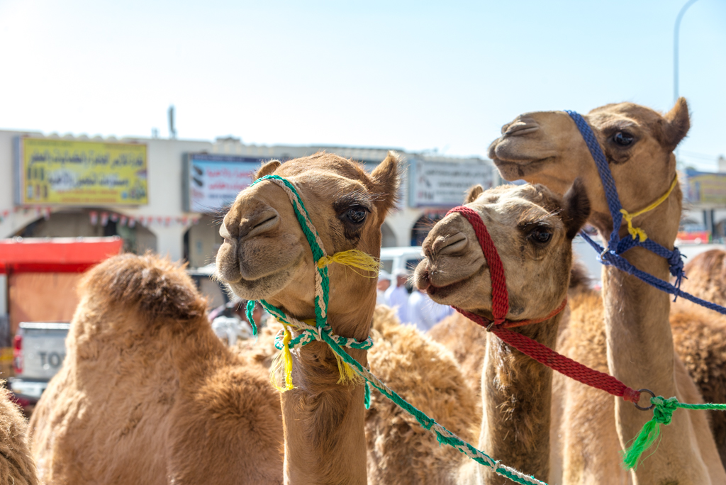 Itinerario in Oman – Il mercato di Sinaw & la Riserva Ras Al Jinz