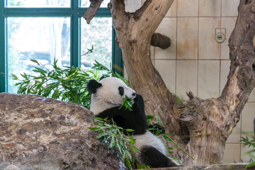 Panda, zoo di Vienna