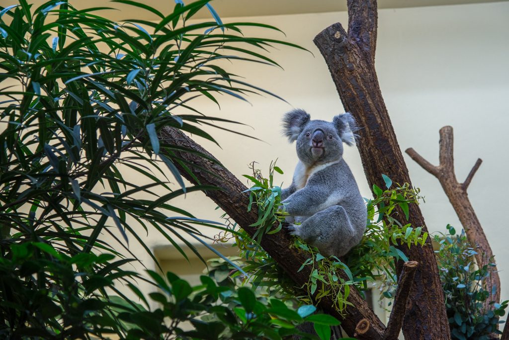 Koala, zoo di Vienna