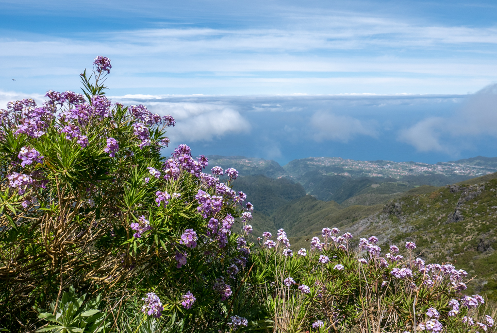 Madeira, il giardino galleggiante