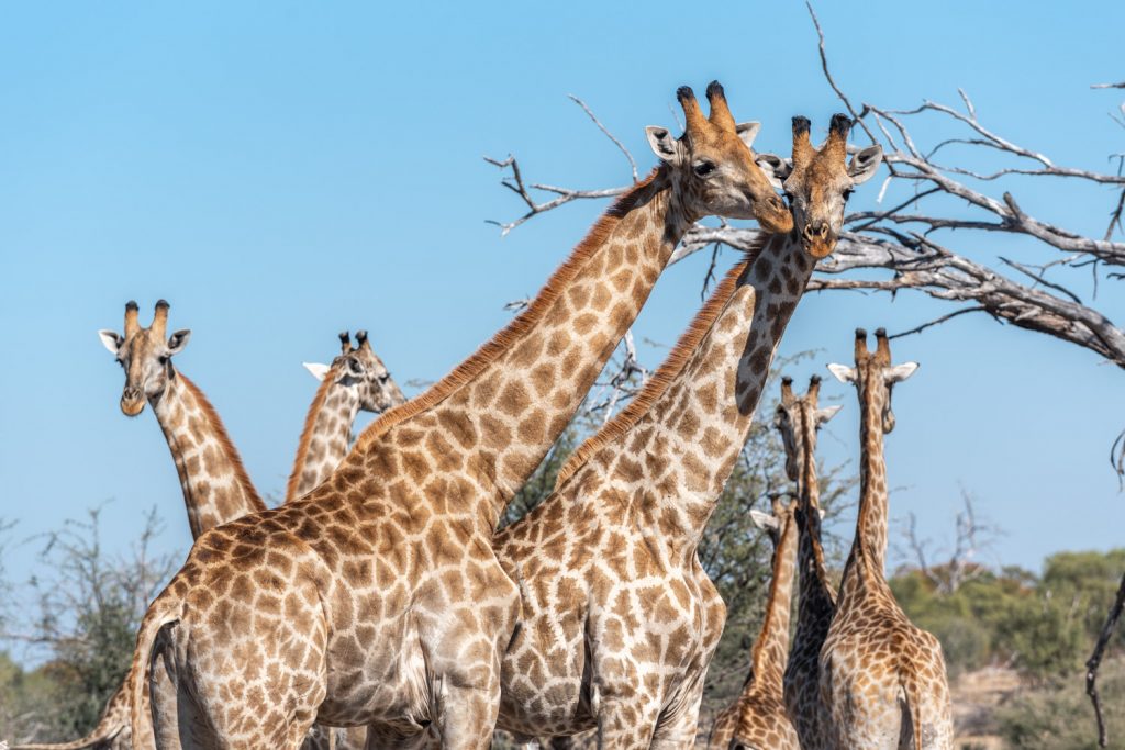 Giraffe, Moremi Game Reserve