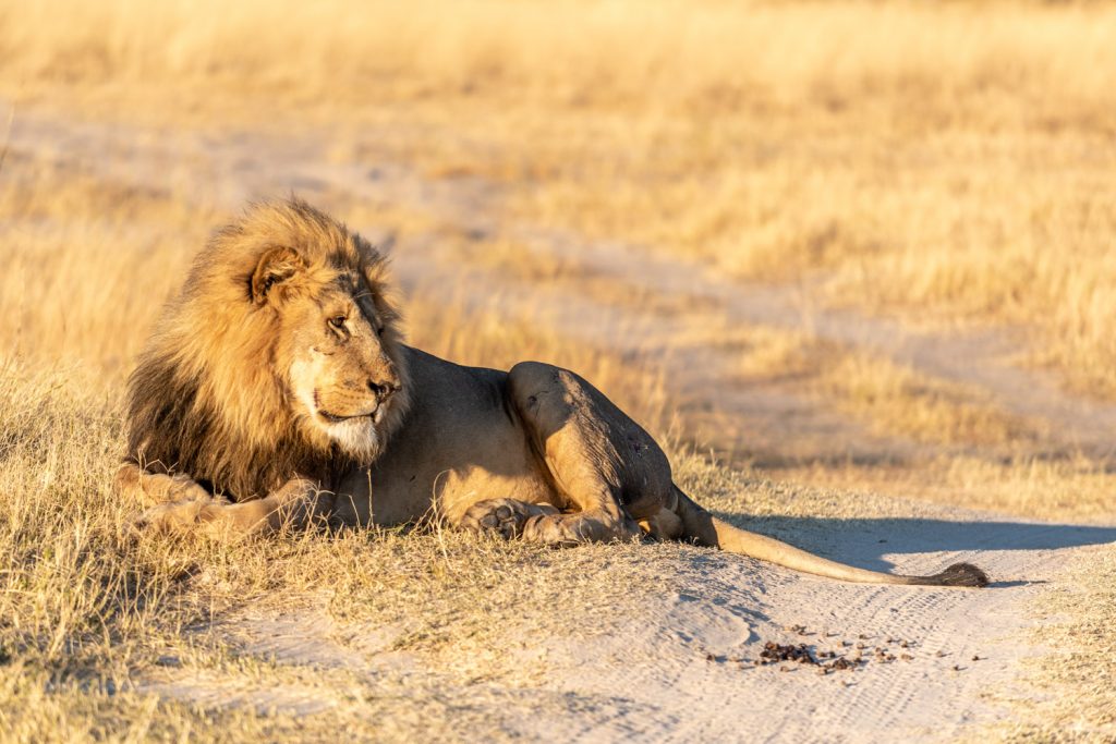 The King, Moremi Game Reserve