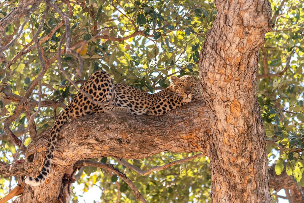 Leopardo, Moremi Game Reserve