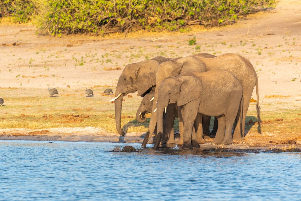 Elefanti, Chobe River Front