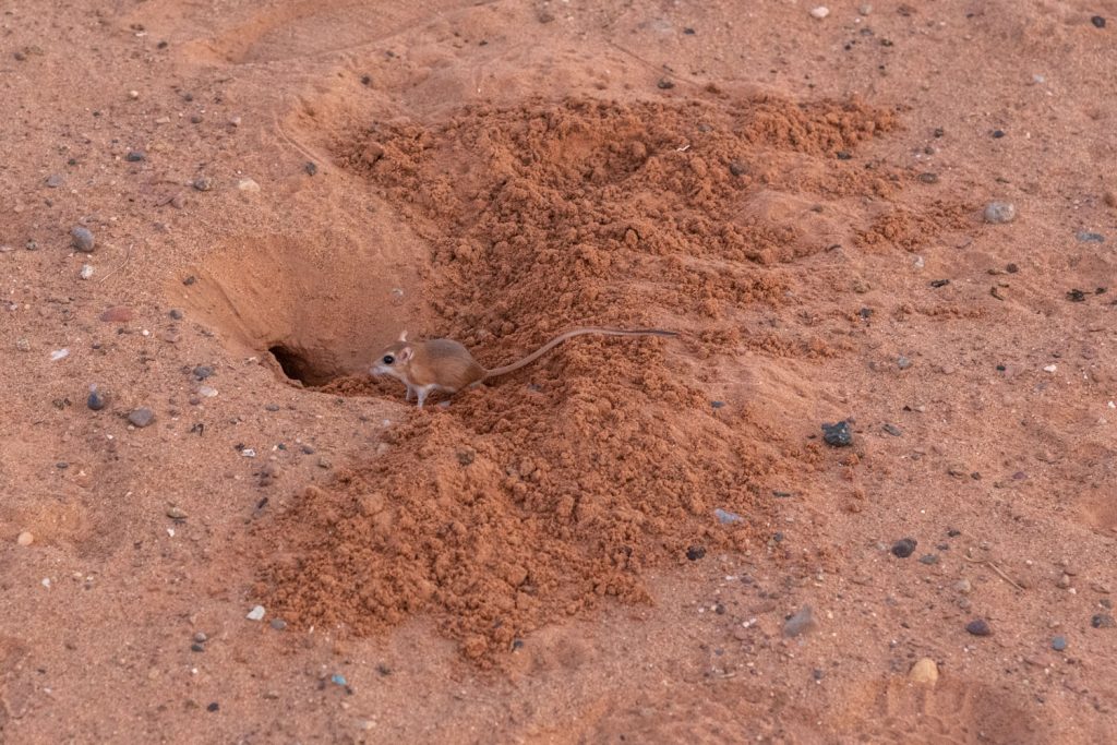 Marocco, deserto di Erg Chebbi