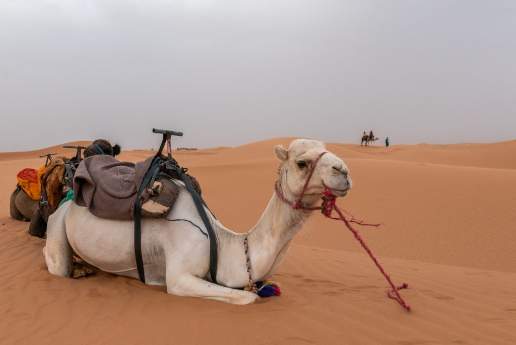 Marocco, deserto di Erg Chebbi