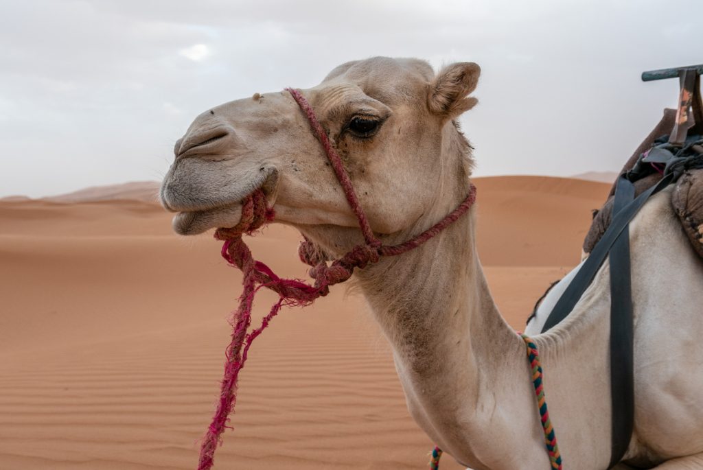 Marocco, deserto di Erg Chebbi